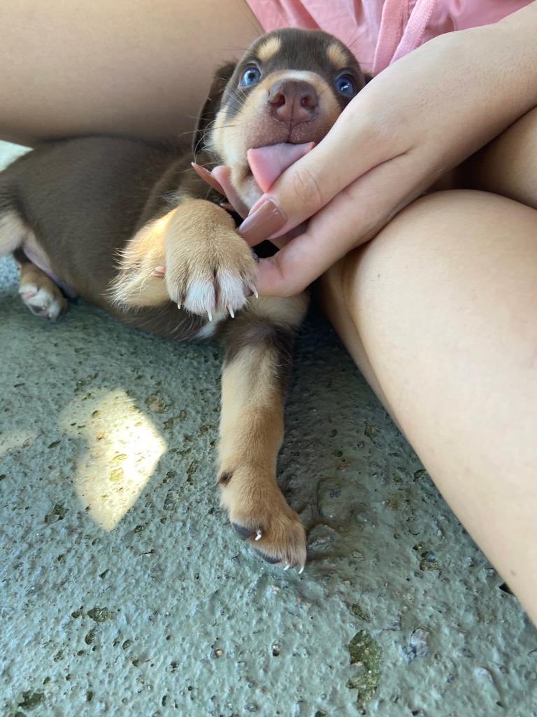 manufrreitas's tweet image. Galera, minha cachorrinha deu cria e to com sete filhotinhos pra adoção! São porte M e estão com 35 dias, doação com 45. Quem tiver interesse ou conhecer quem tem, me chama! 🙃🥰  Mais fotinhos pra baixo