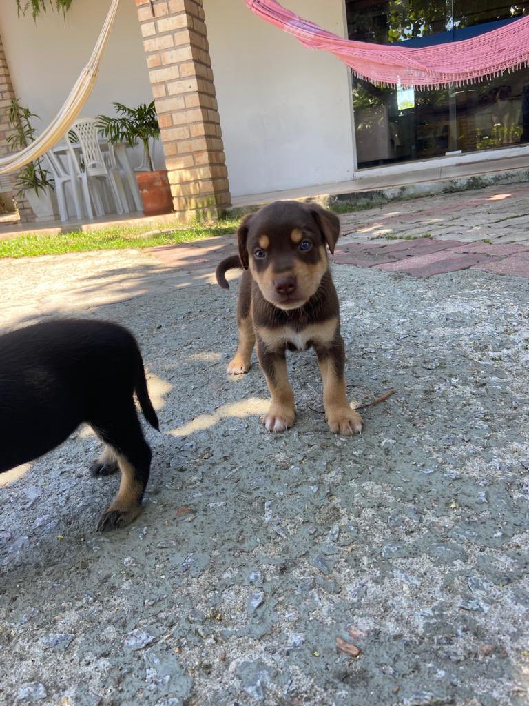 manufrreitas's tweet image. Galera, minha cachorrinha deu cria e to com sete filhotinhos pra adoção! São porte M e estão com 35 dias, doação com 45. Quem tiver interesse ou conhecer quem tem, me chama! 🙃🥰  Mais fotinhos pra baixo