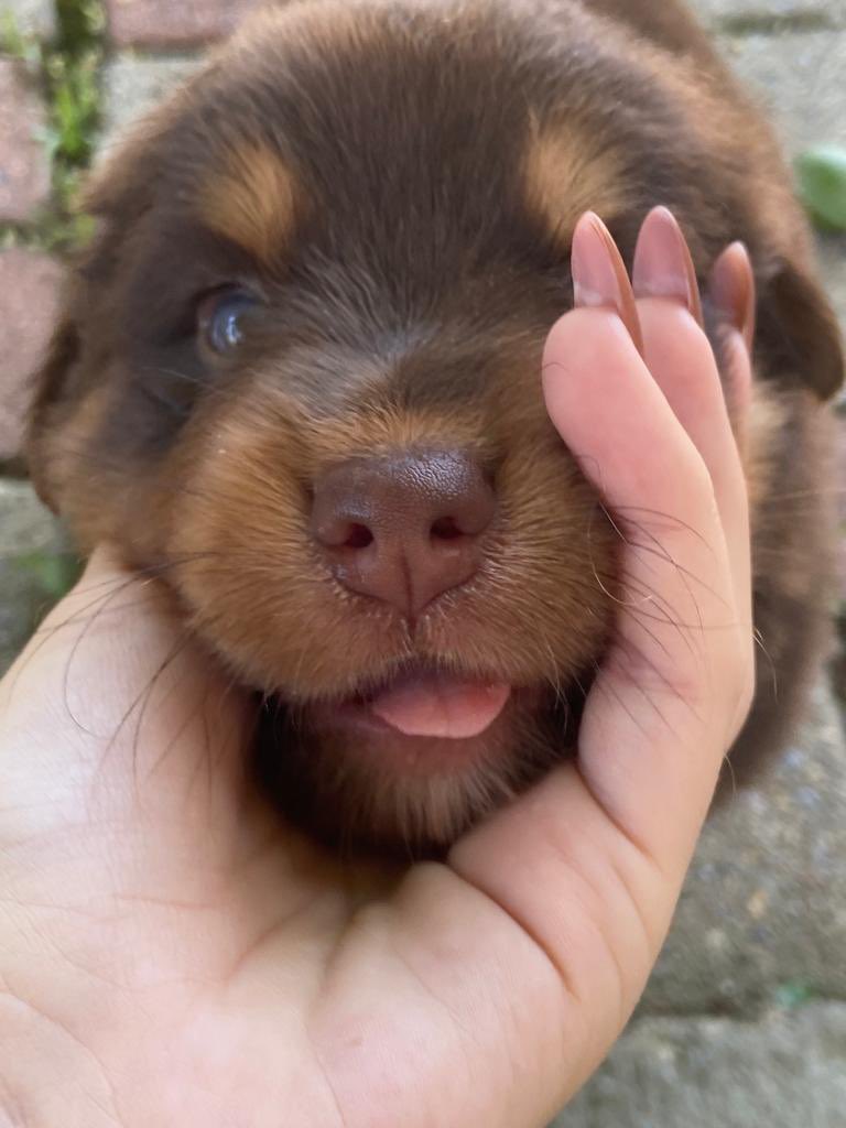 manufrreitas's tweet image. Galera, minha cachorrinha deu cria e to com sete filhotinhos pra adoção! São porte M e estão com 35 dias, doação com 45. Quem tiver interesse ou conhecer quem tem, me chama! 🙃🥰  Mais fotinhos pra baixo