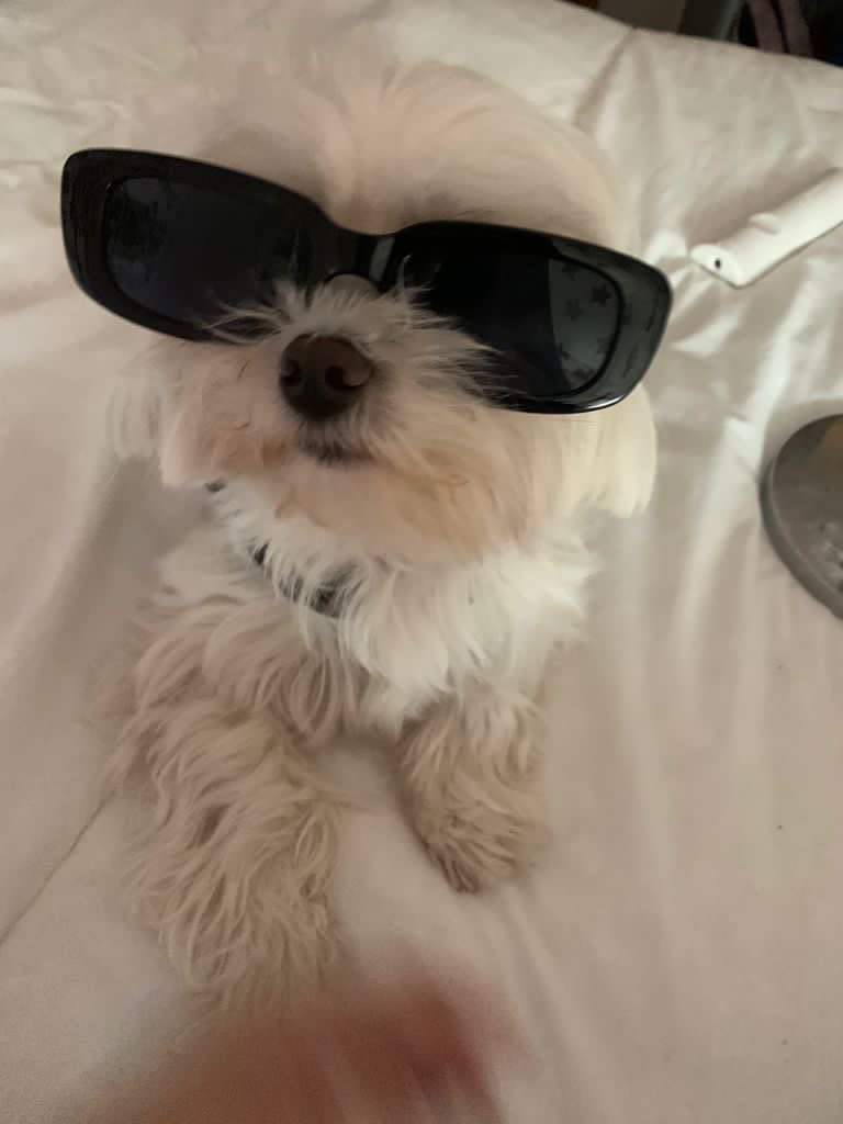 carliitacominoo's tweet photo. hacia los animales, yo no lo sabía hasta la kira, se siente un amor irracional y puro. están contigo y para ellos toda su vida eres tú, desde el momento que nacen solo buscan acompañarte. son 4 kilitos de pelo que me miran y se me cae el corazón al suelo. https://t.co/eNbMjcvM98