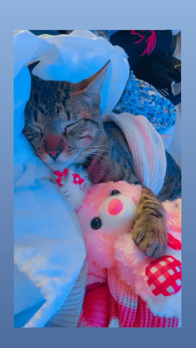 ManuelBahamon9's tweet photo. Adoptarte fue una de las mejores decisiones de mi vida 🐈😻 #Ottis @Luisacardozot https://t.co/8m0FeiAheA