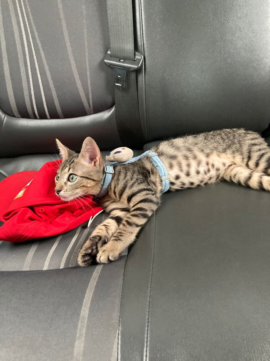 ManuelBahamon9's tweet photo. Adoptarte fue una de las mejores decisiones de mi vida 🐈😻 #Ottis @Luisacardozot https://t.co/8m0FeiAheA