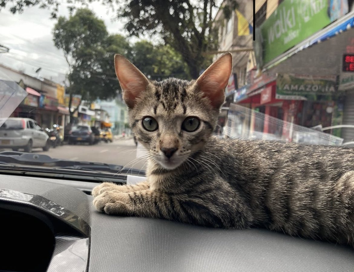 ManuelBahamon9's tweet photo. Adoptarte fue una de las mejores decisiones de mi vida 🐈😻 #Ottis @Luisacardozot https://t.co/8m0FeiAheA