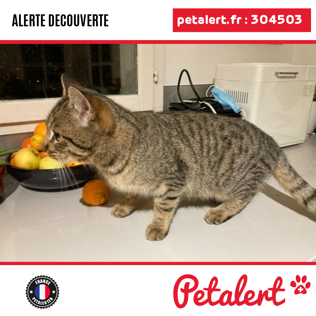 petalert_france's tweet photo. Trouvé #Chat #MaineEtLoire #Avrille #Petalert #PetAlert49 / https://t.co/PMSa8TJnMp https://t.co/tP5Bm4Xrkn
