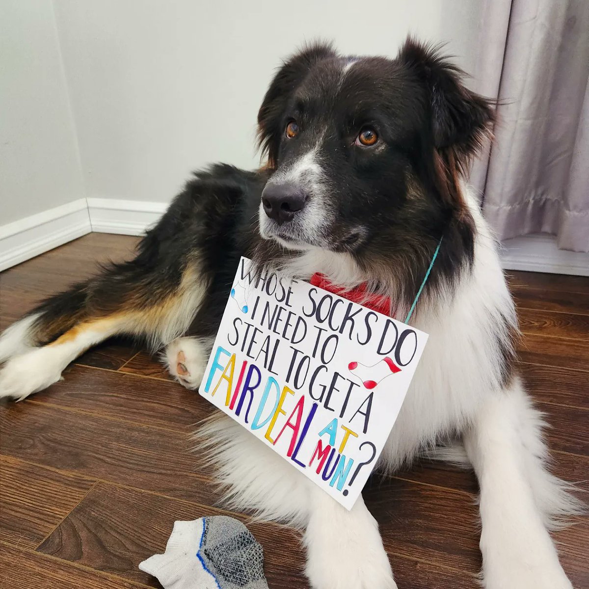 MarlieAMSmith's tweet photo. I made a Twitter account just to show support to my professors on strike! My two dogs, Astro and Toby, support a #FairDealAtMUN https://t.co/4hKSnn00nt