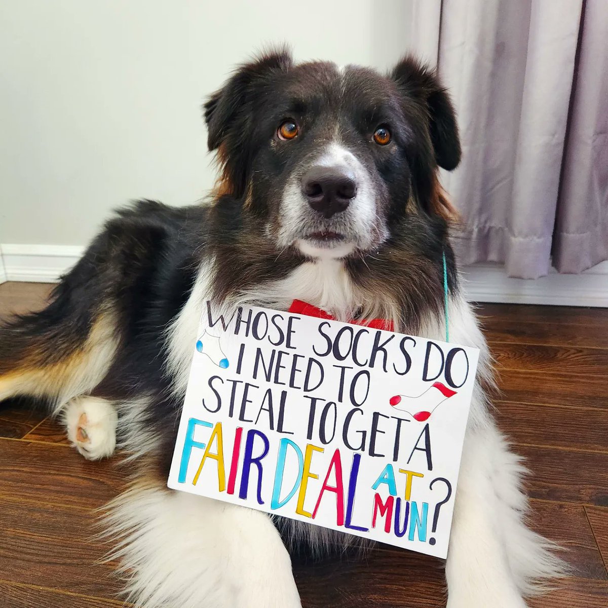 MarlieAMSmith's tweet photo. I made a Twitter account just to show support to my professors on strike! My two dogs, Astro and Toby, support a #FairDealAtMUN https://t.co/4hKSnn00nt