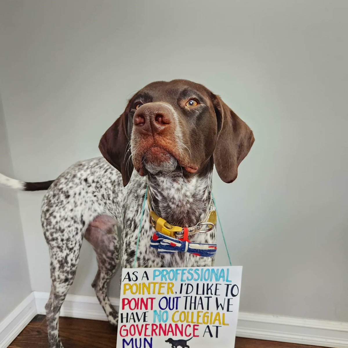 MarlieAMSmith's tweet photo. I made a Twitter account just to show support to my professors on strike! My two dogs, Astro and Toby, support a #FairDealAtMUN https://t.co/4hKSnn00nt
