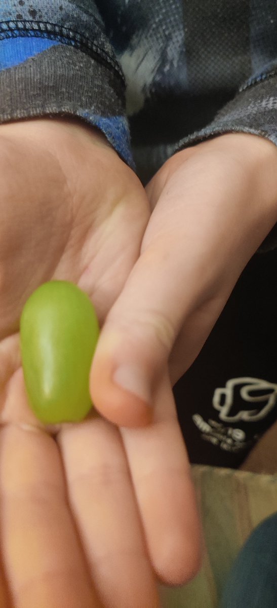 DoubleBarrel72's tweet photo. For some reason my 8yo Son thinks this grape is twitter worthy? It is big #gotanygrapes https://t.co/L5ZIEXPd4n