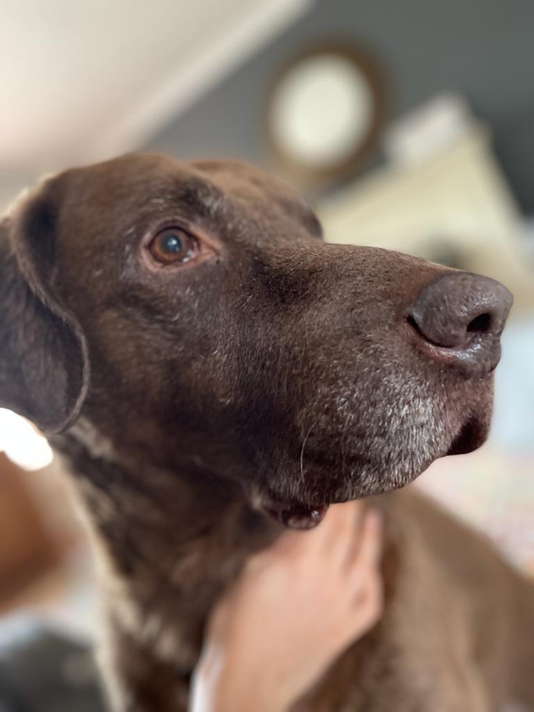lizzygmillinery's tweet photo. @Phil_Sledge Reuben, our beautiful Chessie, said goodbye 29/11/22 ❤ https://t.co/Neq3waxV0J