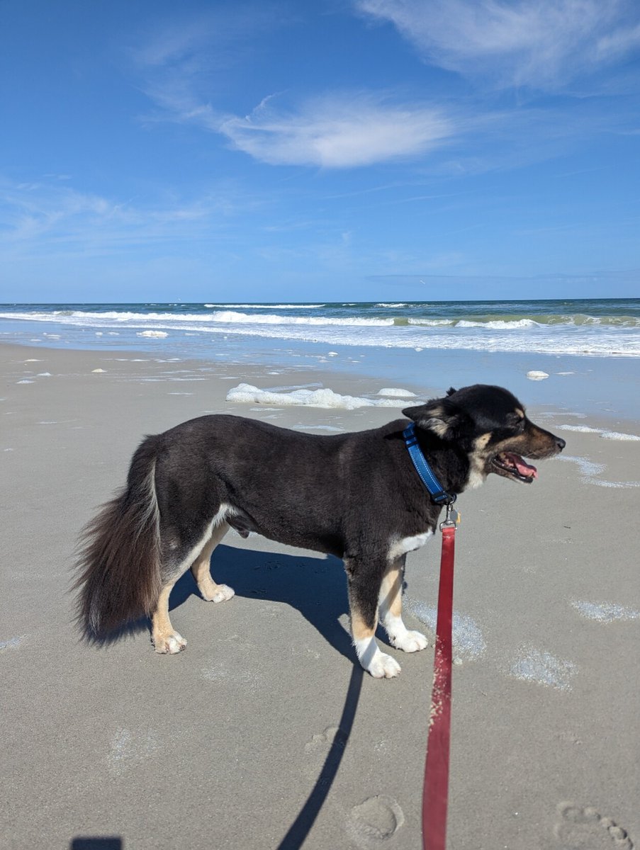 jax_bch's tweet photo. Roscoe loves it like this. Sunny and cool https://t.co/jD9h6Zp1Jd