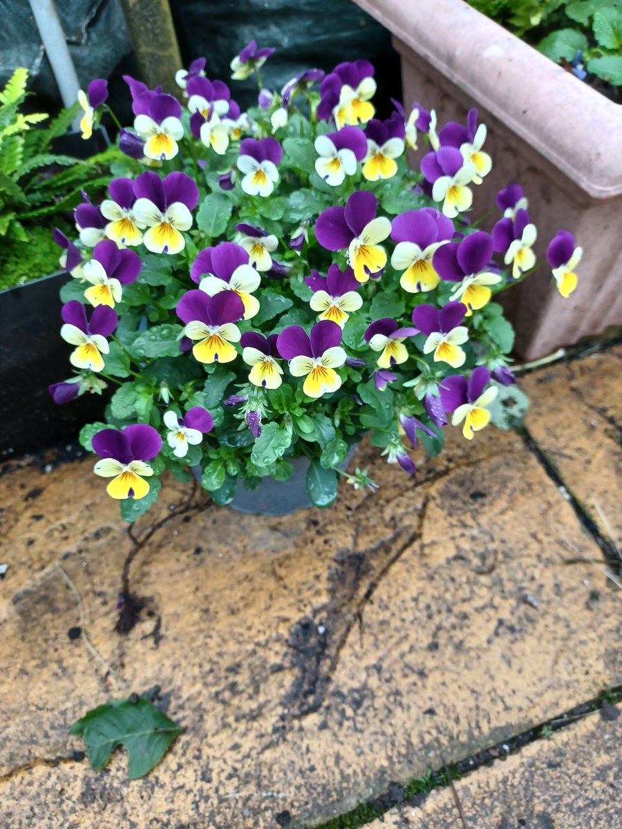 Rick Martin on Twitter "Violas, doing a fair bit of heavy lifting in