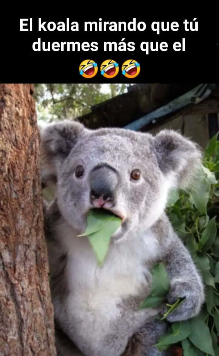 RincnCuriosoo's tweet photo. 🐨 https://t.co/fJZarOUDWG