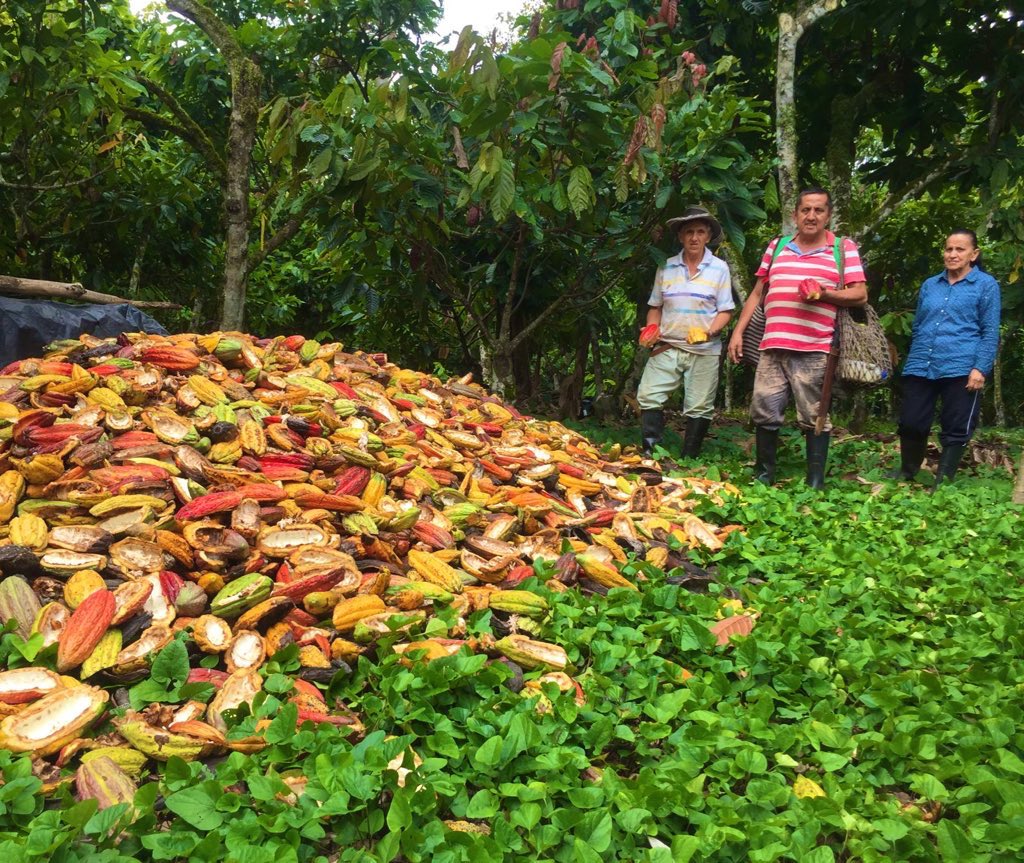 Excelente volumen de cacao cosechado por nuestro productor Abelardo Ardila Castro, del municipio Agrado, Huila. 🤩✅ ¡Seguimos aumentando la productividad! 📸 Foto por nuestro extensionista en Huila, Diego Manrique.