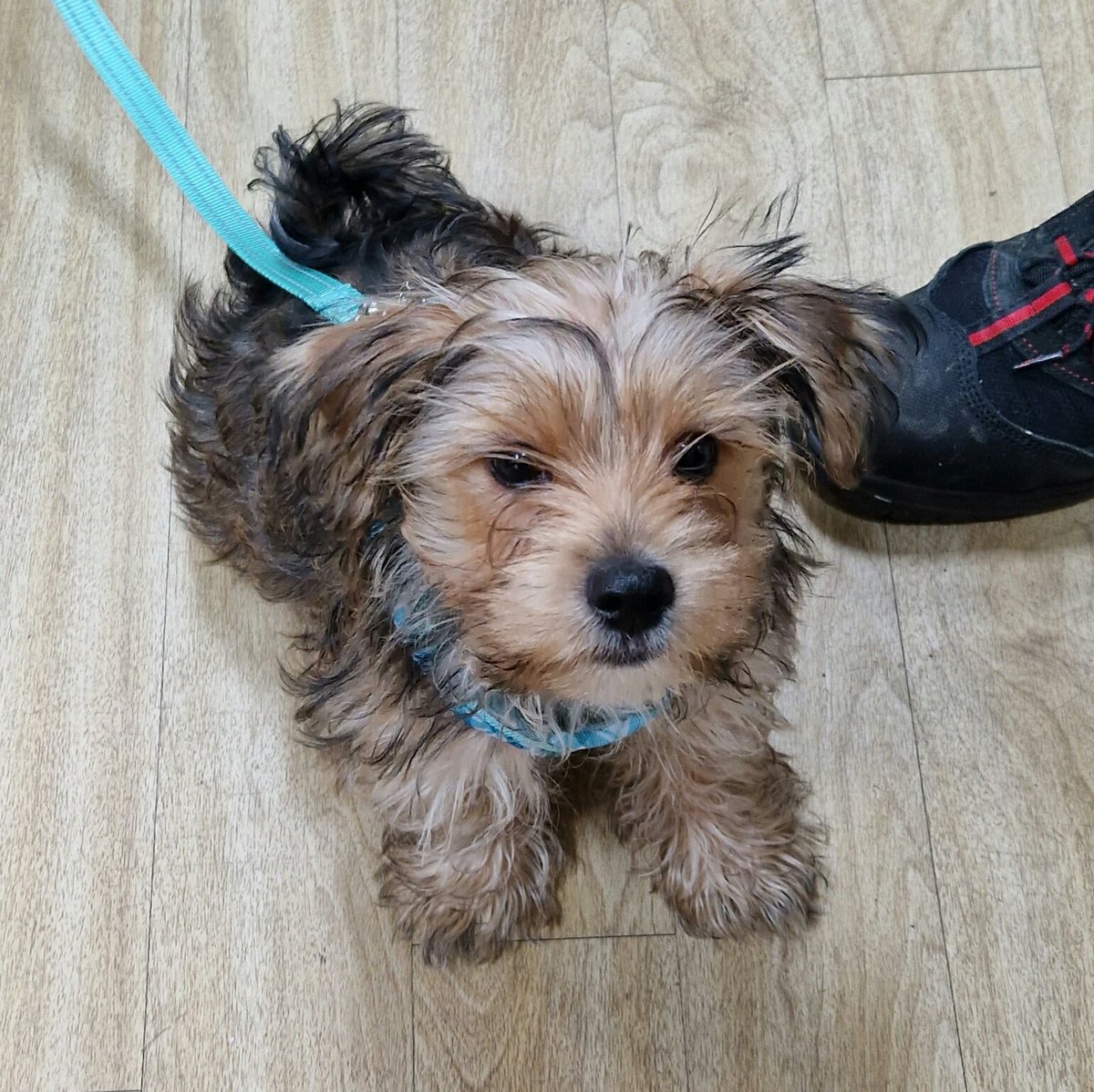 Mind_Tonbridge's tweet photo. Stanley the puppy, visiting the shop on his first "offical"walk. #shopdogs #minddogs #mymindshop https://t.co/N0irPebfAB