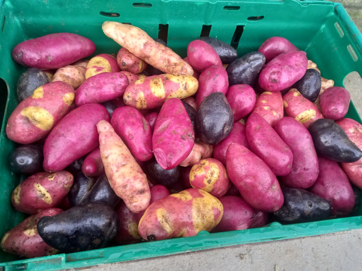 Ballymakenny Farm® tweet media