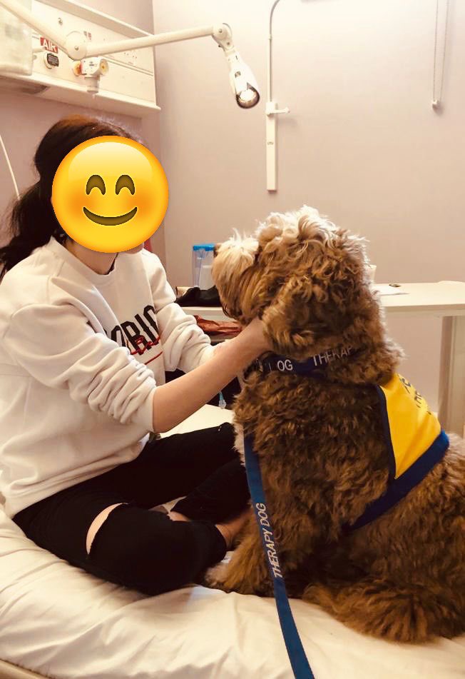 YogiBearBowen's tweet image. Here I am today with a new friend I made, we’re looking into each others eyes .. they are the windows to the soul  ❤️ 🐾 

#PATdog #PetsAsTherapyUK #AustralianLabradoodle #FrimleyHealthFamily #PATVolunteers