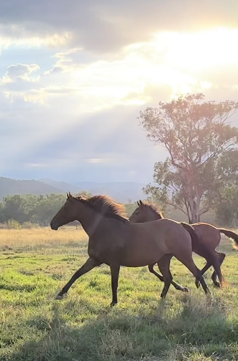 Breakfast time for Dress (Kingman) in foal to #harryangel with her 2022 filly by #grunt. Harry Angel & Grunt are both off to a flying start with some very promising 2 year olds kick starting their careers here in Australia 🐎💪🙏