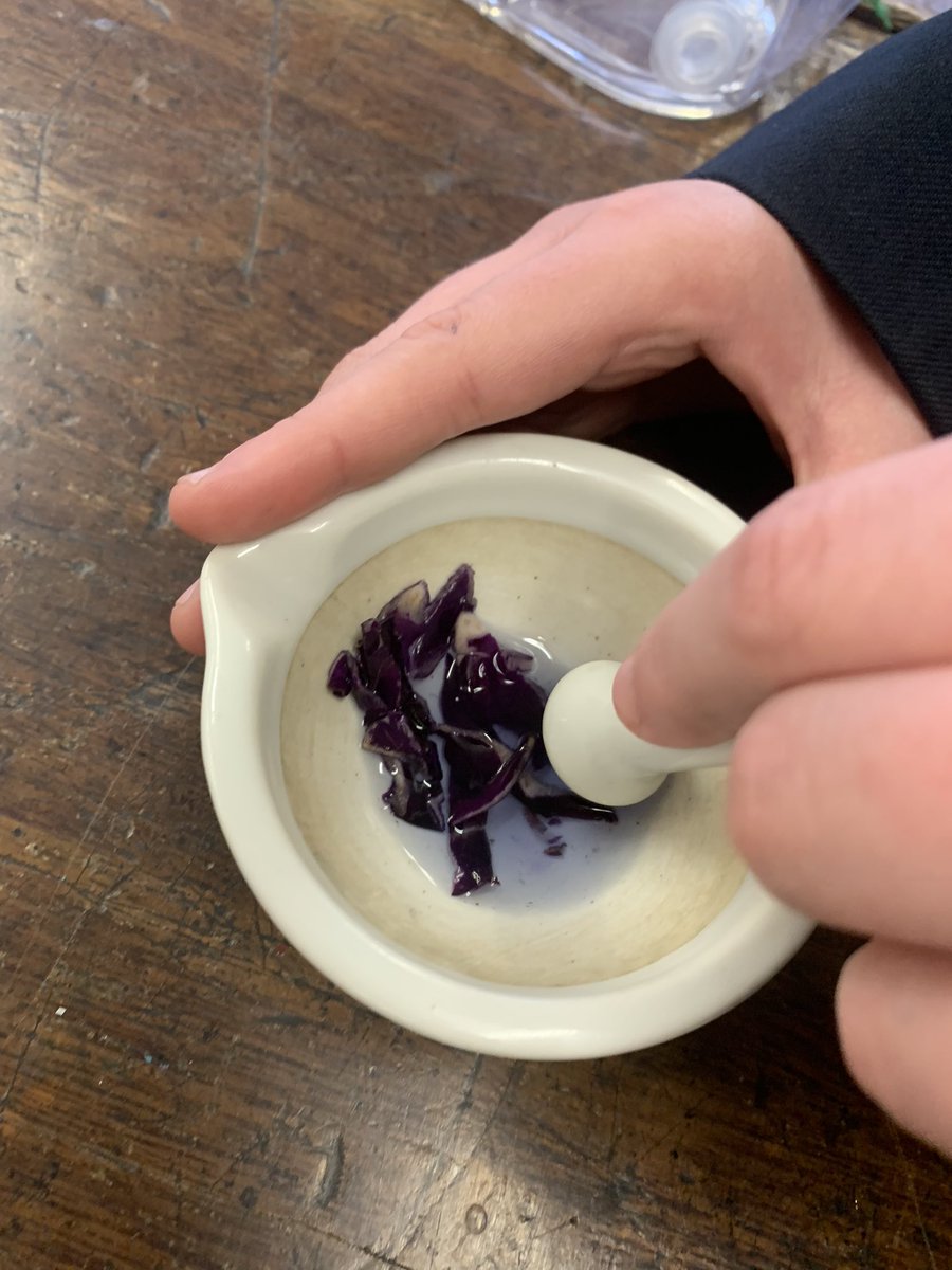 SciencePlume's tweet photo. Year 7 were making an indicator from red cabbage (as shown in the picture) and comparing it to universal indicator when testing acids and alkalis. The student in the video is testing lemon juice using the cabbage indicator first, and then universal indicator. 🧪🥼⚛️ https://t.co/31qzklIhuv