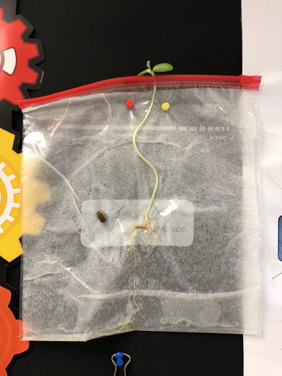 Sarah Rotella tweet media