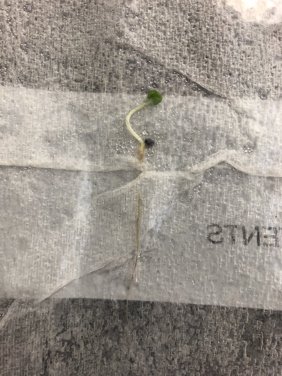 Sarah Rotella tweet media