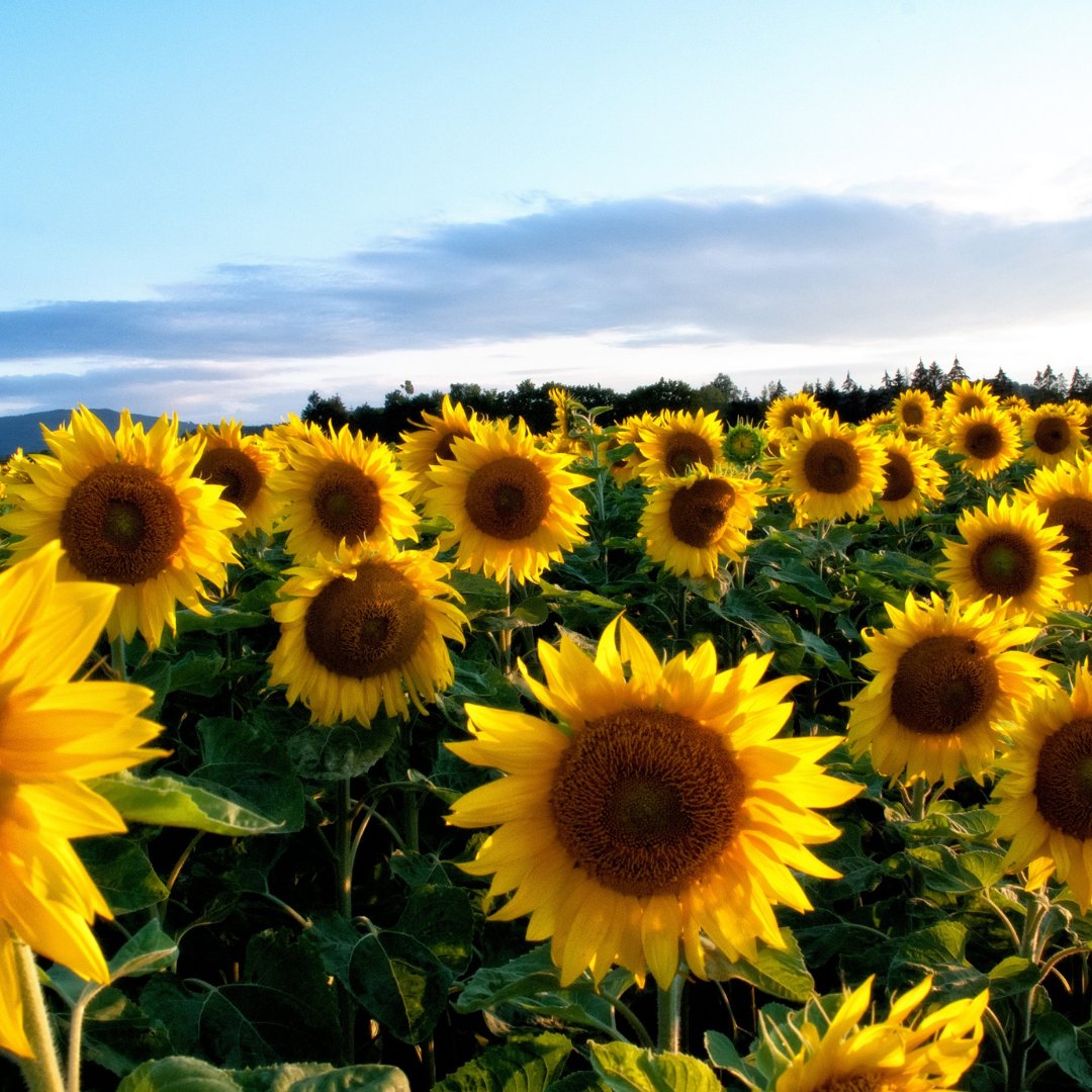 taranet2001's tweet image. How sunflowers can be a healthy option for your animal
Listen to this Animals Naturally #podcast episode to learn more bit.ly/3DJF1eC

#DevonHour #veterinary #naturalpet #petcare #sheep #horses #dogs