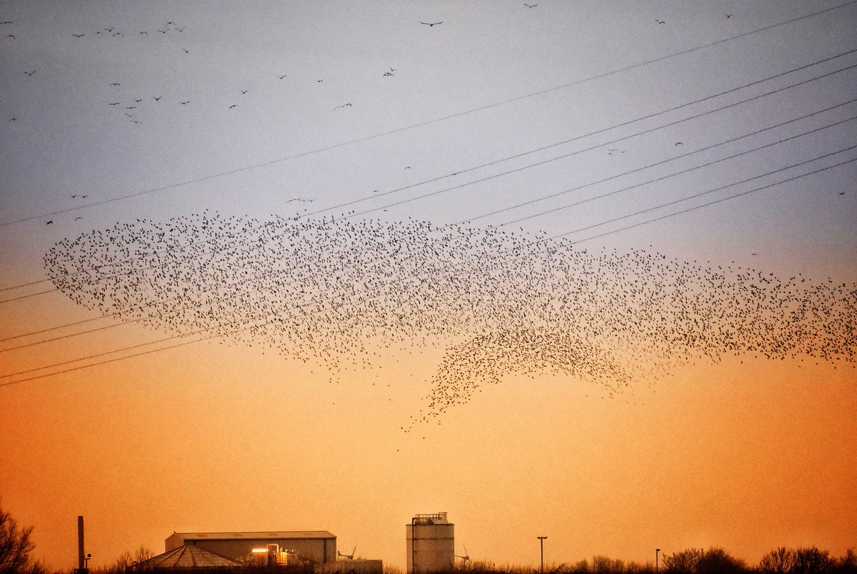 FawkesKev's tweet photo. #starlings #murmuration #kingslynn @ChrisPage90 https://t.co/y8aCUZ9Bbw