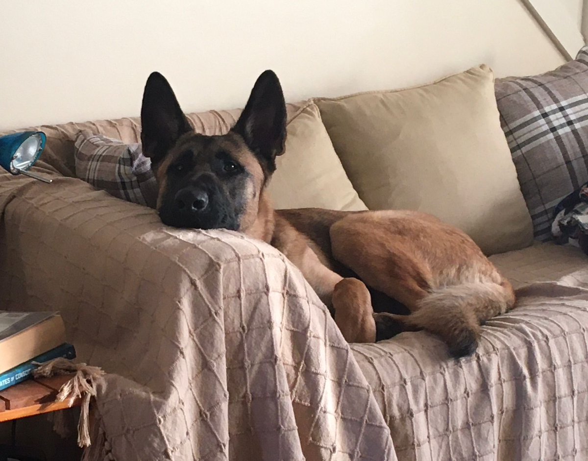 PawsEnquiries's tweet photo. Our Wilson was officially adopted today! 🎉 Congratulations and good luck on your second chance 🐾😍 #DogsofTwittter #UK #SavePAWS #GSD https://t.co/DQHoEQqAsk