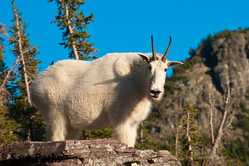 WildWestInst's tweet photo. Happy #WildlifeWednesday! 

📸: Mountain goat nanny in Glacier National Park, Montana by Sam Parks. https://t.co/lRL4Sp139C