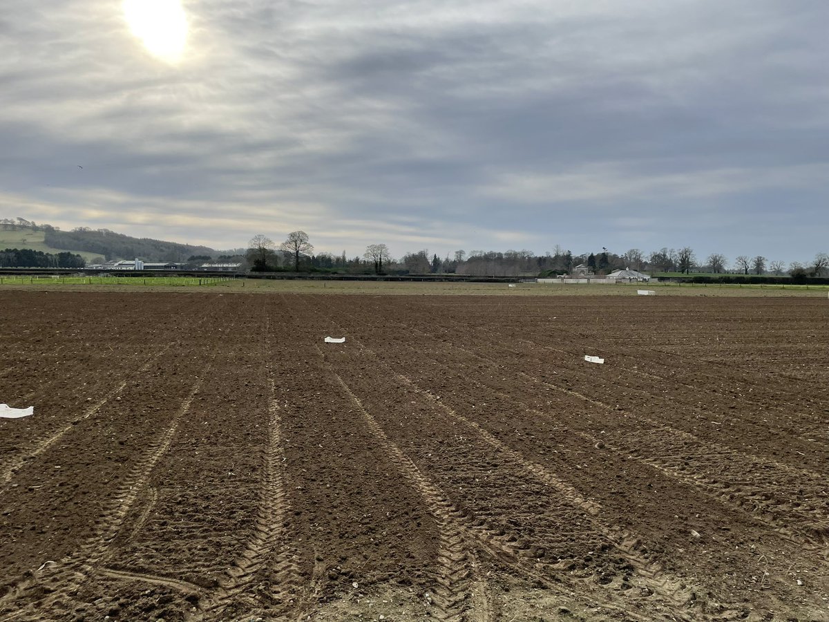 Spring sown winter by St Brigid,late winter sown by St Patrick. Will need help from both to keep the crows away! Lovely conditions <a href="/ucdlyonsfarm/">UCD Lyons Farm</a> today