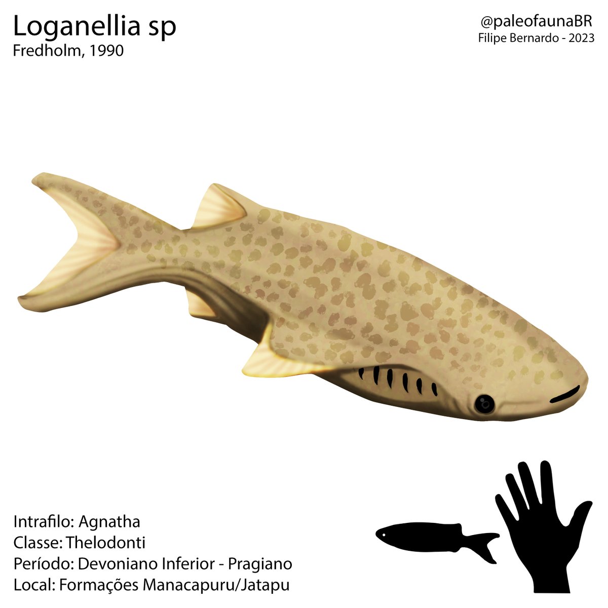 Loganellia um peixe thelodonti que viveu no devoniano inferior no norte do brasil.