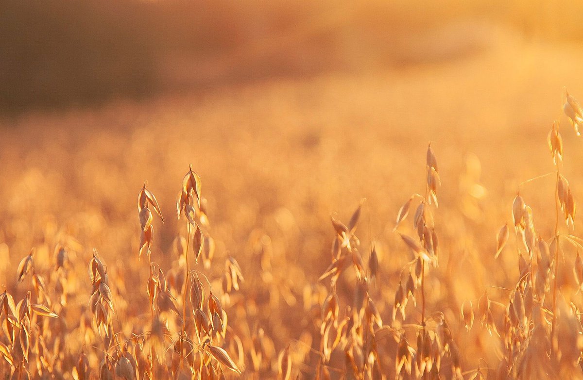 Kansanedustaja <a href="/JariLeppa/">Jari Leppä</a>: ”Suomalainen ruoka on maailmanluokan huipputuote. Maailmalla on ja tulee olemaan yhä enemmän kysyntää luotettavista ja turvallisista elintarvikkeista. Panostetaan vientiin paljon nykyistä enemmän ja tasapainotetaan elintarvikemarkkinat kotimaassa”.