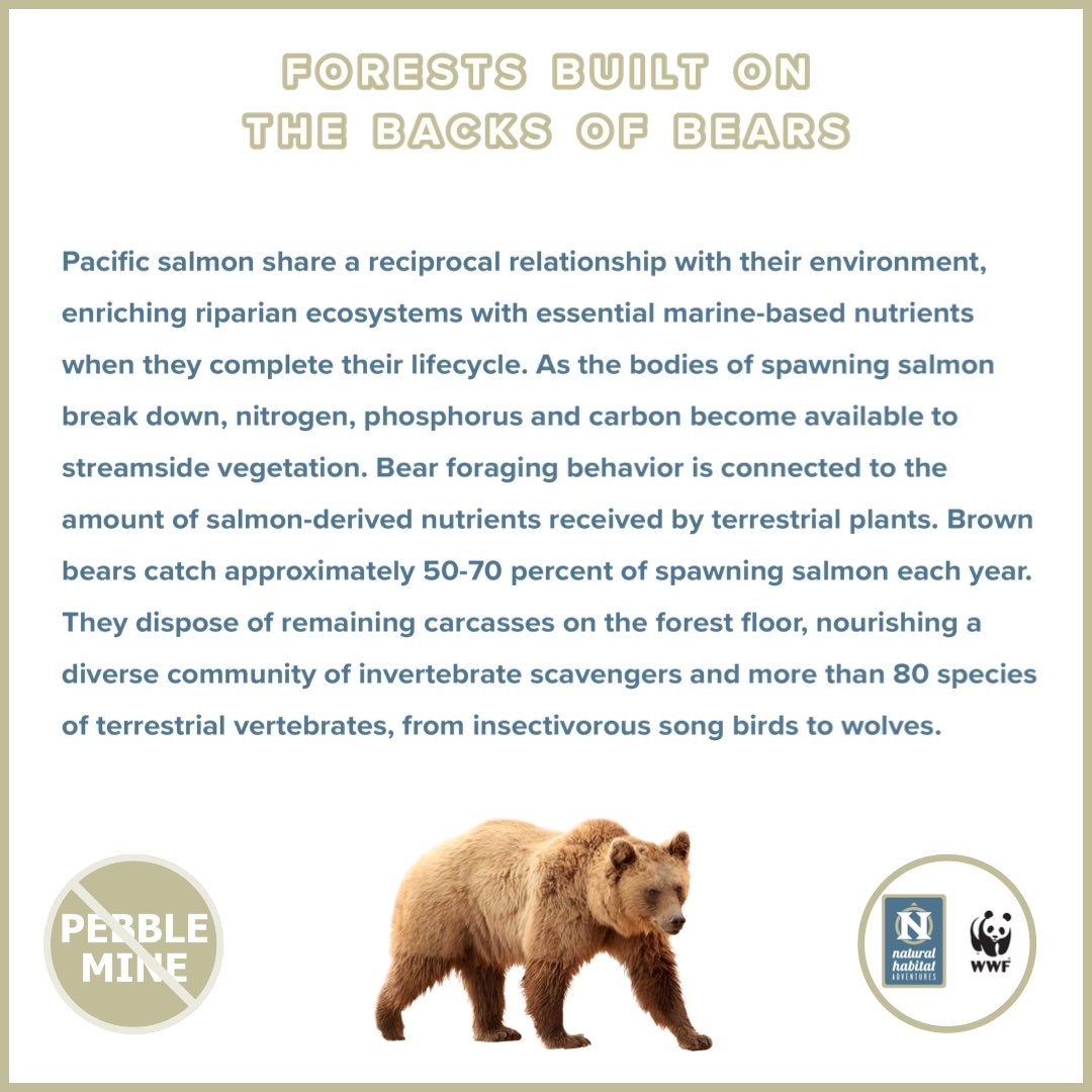 MeganBrief's tweet photo. @EPA Blocks #PebbleMine #BristolBay &amp; its bears are saved! Get the scoop below &amp; read my @NatHab @World_Wildlife story to learn more! https://t.co/qDM9ENWlOY https://t.co/tVIJ1QlAVv