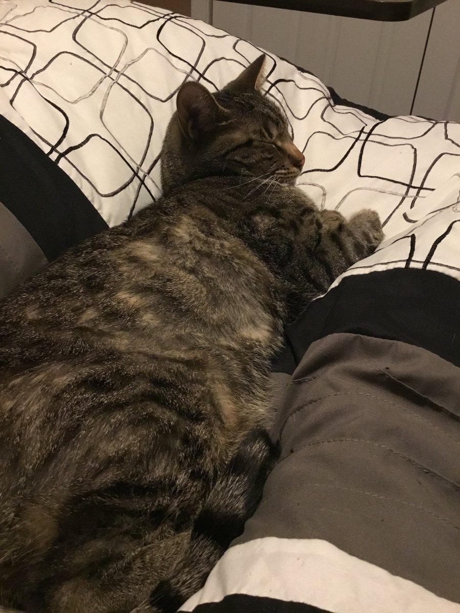 Flashburn_'s tweet photo. As promised, my cat has received fresh litter every day for the past month.  He has shown no sign of appreciation for it, as expected.

I love this ungrateful git.
#kroulette https://t.co/pdz8Ebr20X