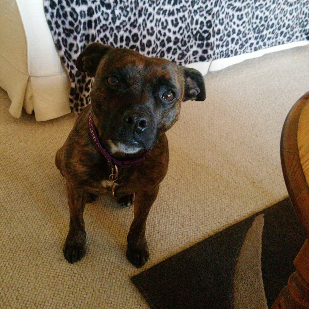 AnneMac10's tweet photo. An early morning walk, a tin of sardines, a new squeaky (now destroyed!) toy, a few extra treats and cuddles with mum. Not a bad way to spend your 10th birthday. Happy birthday to my best girl. #Eesh #DoubleDigits #Staffie https://t.co/1lBmuPb4FZ