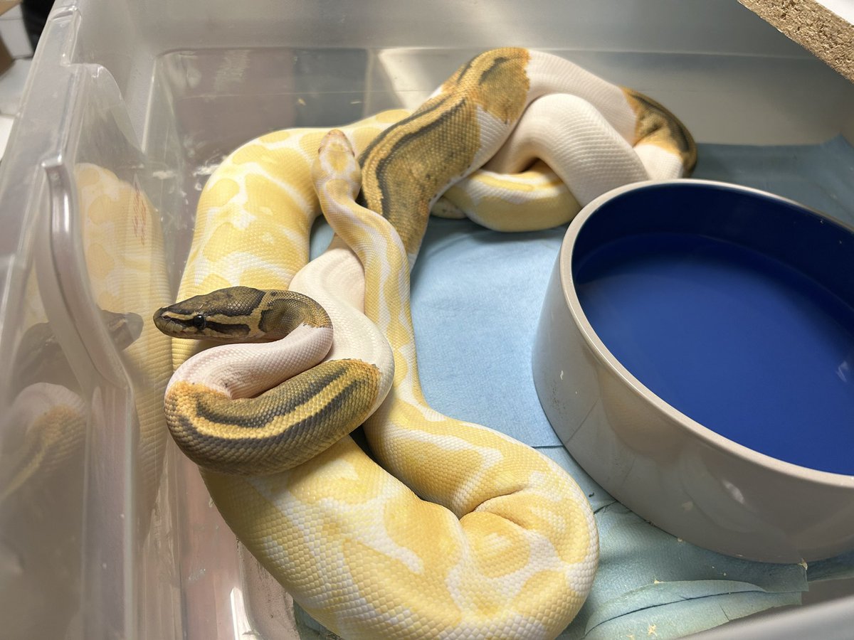 Wreckingpythons's tweet image. Currently one of the paintings I’m most excited about this season. Male ghost pied x female albino. All the babies will look like normal ball pythons because ghost (hypo), pied, and albino are all recessive, but all the babies will carry one copy of all 3 recessive traits.