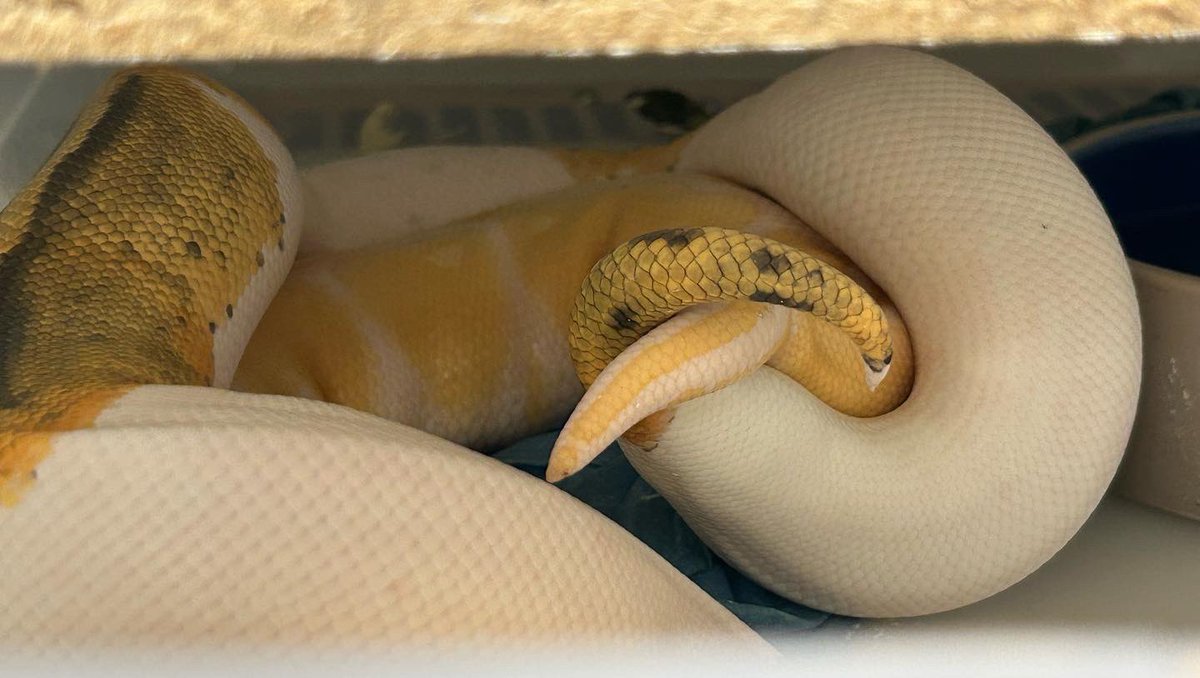 Wreckingpythons's tweet image. Currently one of the paintings I’m most excited about this season. Male ghost pied x female albino. All the babies will look like normal ball pythons because ghost (hypo), pied, and albino are all recessive, but all the babies will carry one copy of all 3 recessive traits.
