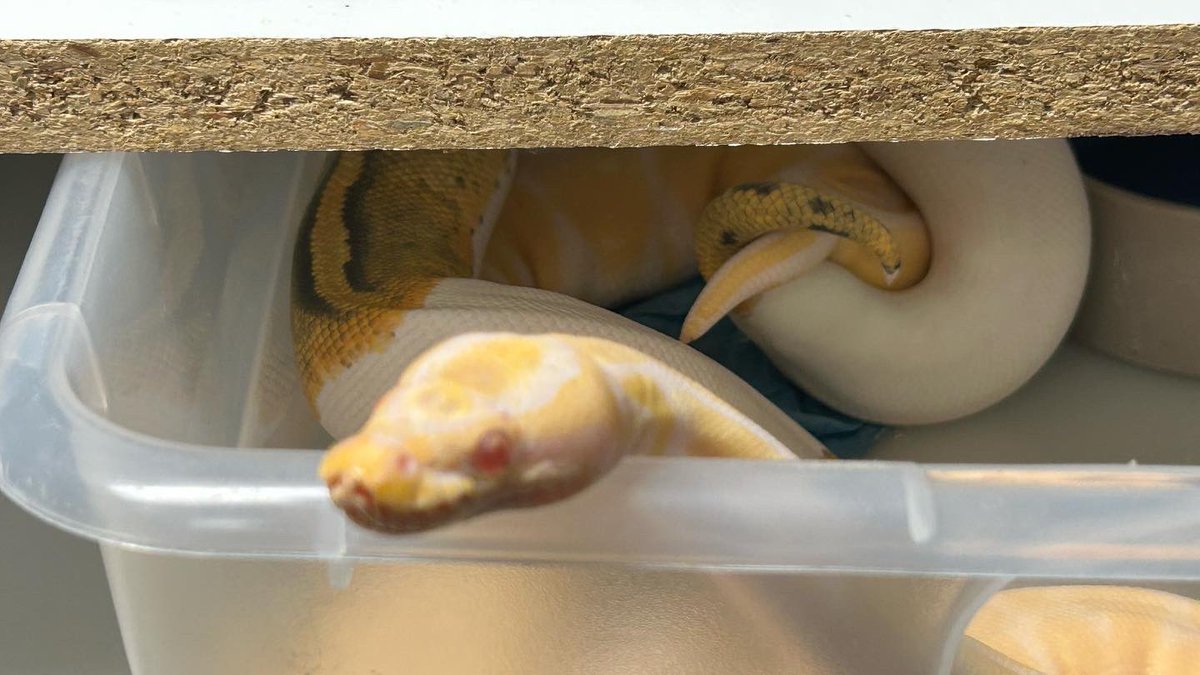 Wreckingpythons's tweet image. Currently one of the paintings I’m most excited about this season. Male ghost pied x female albino. All the babies will look like normal ball pythons because ghost (hypo), pied, and albino are all recessive, but all the babies will carry one copy of all 3 recessive traits.