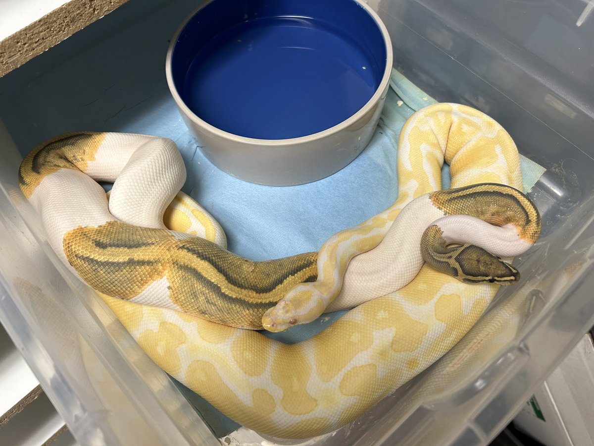 Wreckingpythons's tweet image. Currently one of the paintings I’m most excited about this season. Male ghost pied x female albino. All the babies will look like normal ball pythons because ghost (hypo), pied, and albino are all recessive, but all the babies will carry one copy of all 3 recessive traits.