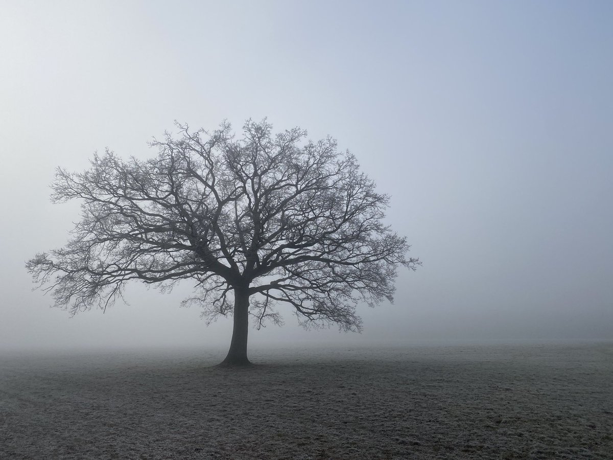 MarianneBevis's tweet photo. Cold, beautiful fog: #PinkneysGreen https://t.co/5ZU4IbL1sL