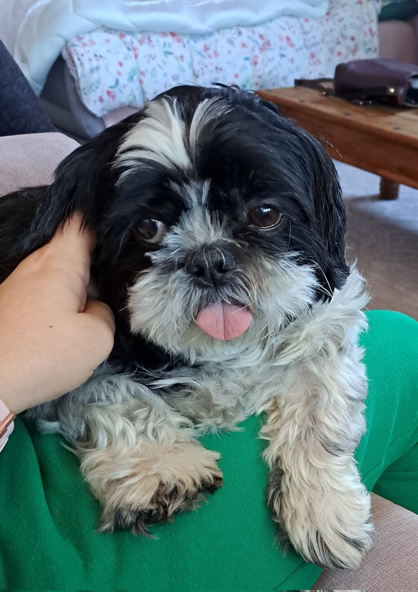 I just love him so much #ShihTzu #DogsofTwittter