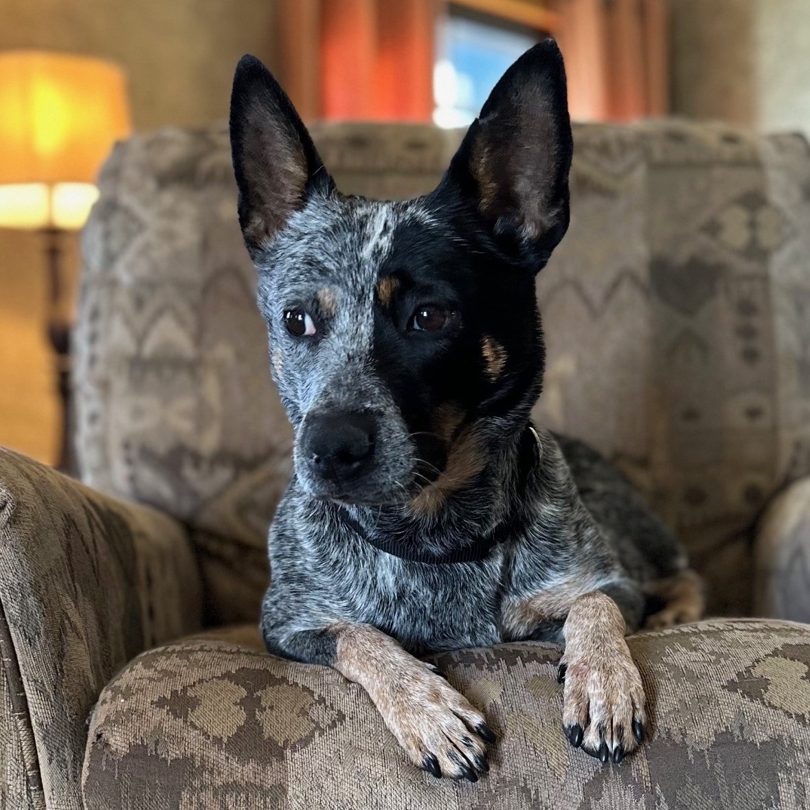 Australian Cattle Dog Bella is looking for her forever home. She is a social, playful pup who loves to entertain herself with her toys, especially her Kong. Bella loves people, is well-behaved and is housetrained. Fill out an application form today!  jasonheigl.foundation/adopt/bella-2/
