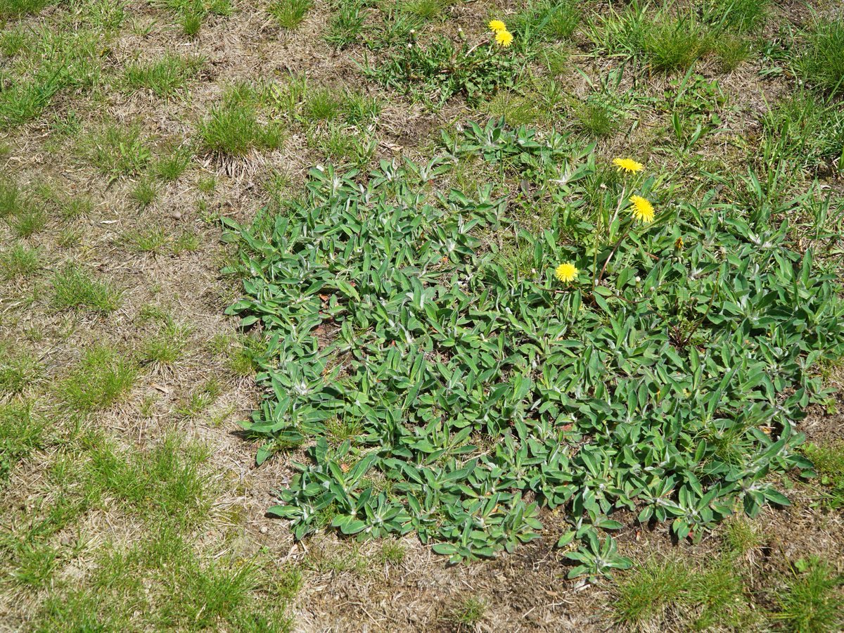 samsturfcare's tweet image. WEED hate to see weeds #overrun your lawn this year! 🤣

We utilize both pre- and post-emergent #WeedControl to prevent weeds from popping up on your lawn and eliminate weeds that have sprung up. 🌱 🌿

Don't delay; sign up today! 📆 (816) 408-6853

samsturf.com/weed-control/