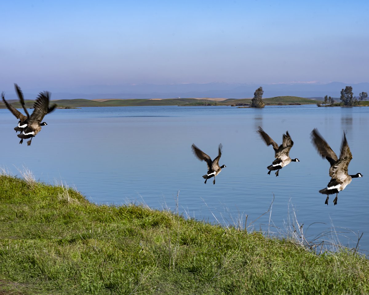 CDavisStudios's tweet photo. "Panic at the Reservoir" now available at https://t.co/uUo7t6tNXs in the Rivers and Shores gallery. https://t.co/NBHbu9eUrK