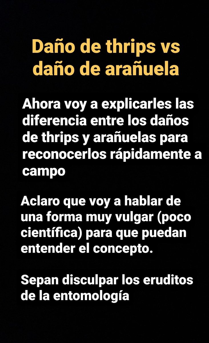 Hoy les traigo una explicación con imágenes de la diferencia entre el daño de arañuela y el daño de thrips para reconocerlos correctamente a campo.
Abro hilo 1 de 16 👇