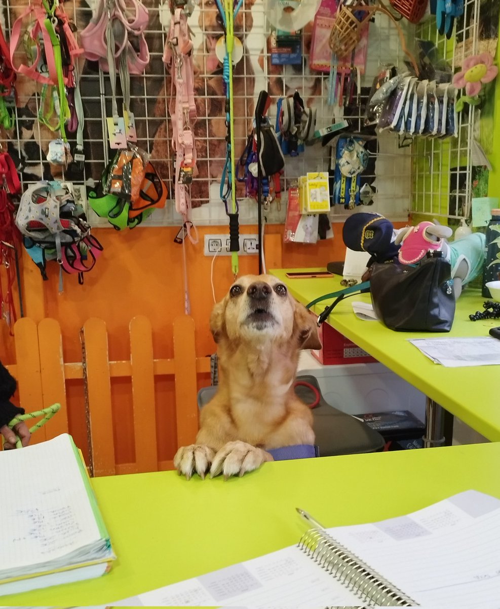 Vengo a enseñaros la cara que se le ha quedado a mi perro tras ponerlo tras el mostrador de una peluquería canina a doblar el lomo.