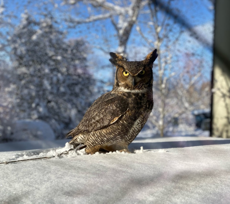 City of Toronto on Twitter "RT TheTorontoZoo Join us for a real hoot