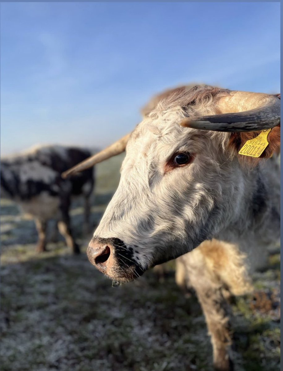 fordhallfarm's tweet photo. ❄️ Blue sky, frost, pasture and cows - yep that is just about a perfect February morning for us on the farm
#pasturefed #pastureforlife #grassfed #outdoors #natureprovides #asnatureintended #farmlife #organic @soilassociation @pastureforlife https://t.co/qLxoRXctDG