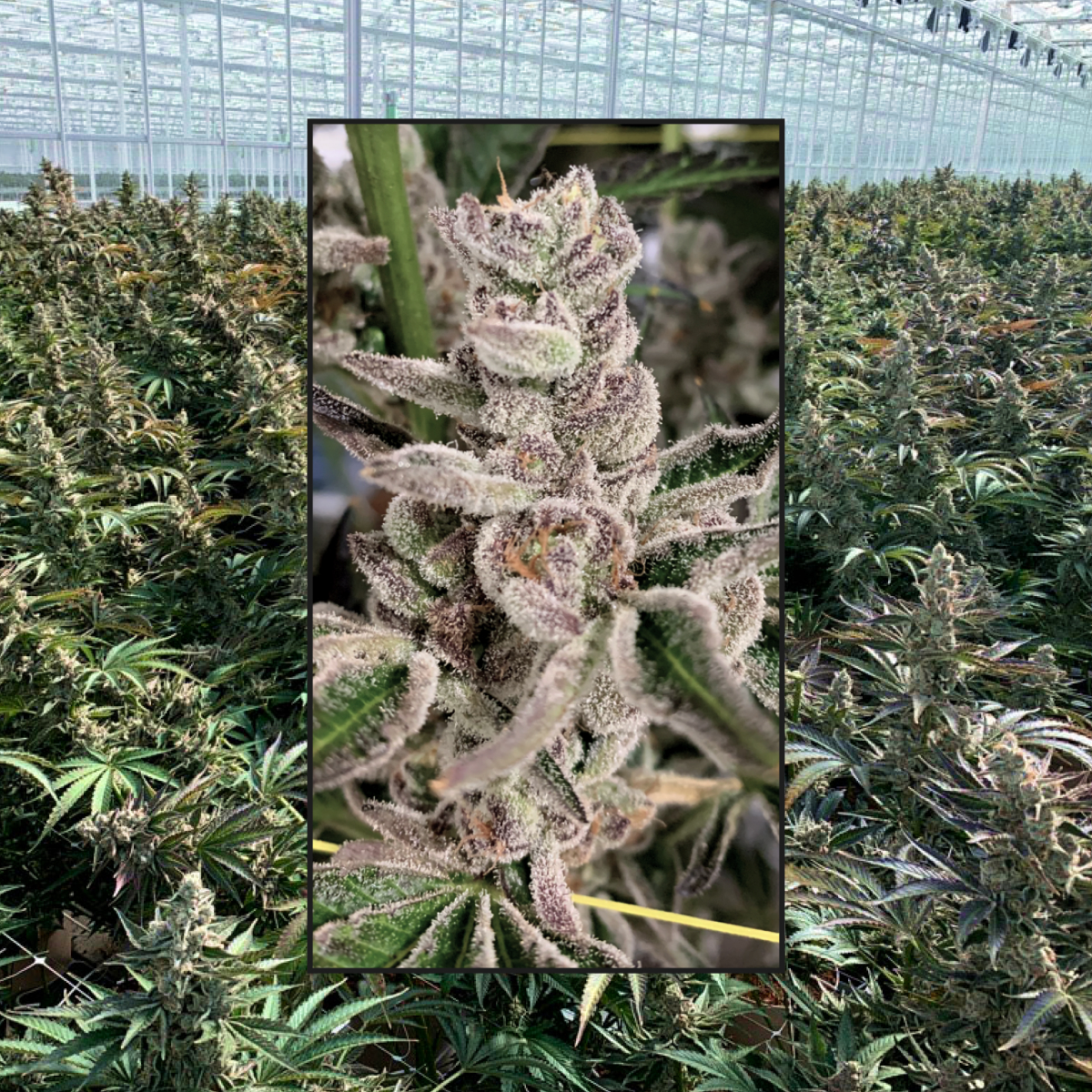 Kolab Project tweet media