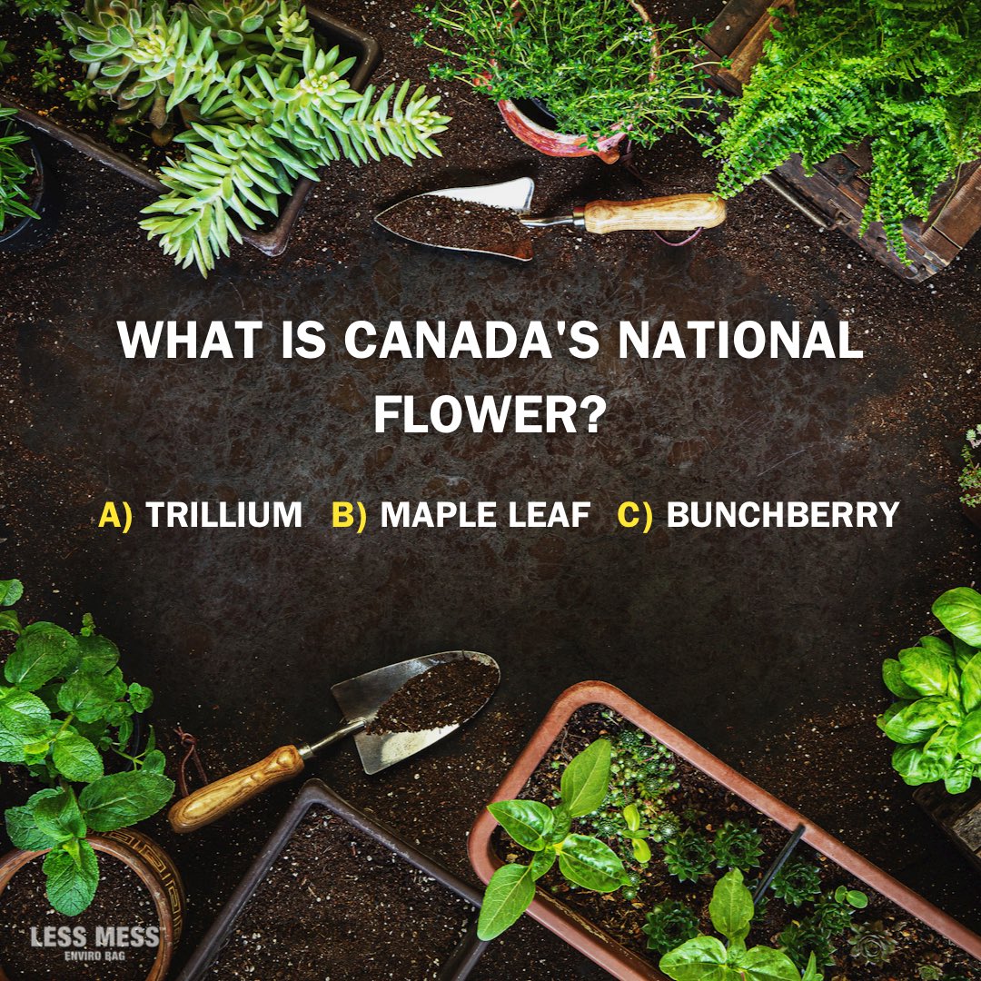 LessMessSoil's tweet photo. Do you know about the national flower of Canada?
Comment down below!
#lessmess #nationalflower #garden #gardening https://t.co/93bqkQeaov