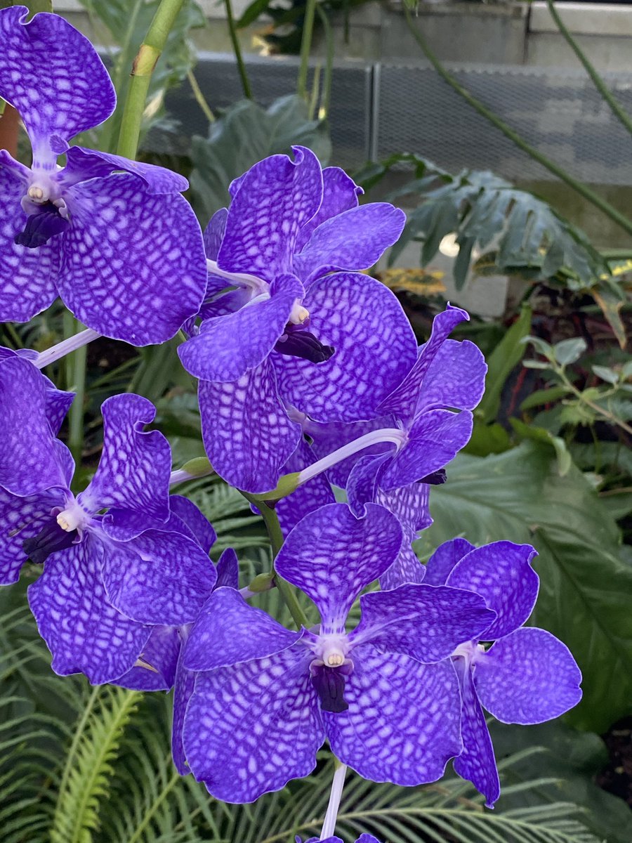 LisasPointofVi1's tweet photo. @lewisginter beauty from #LisasPointofView . https://t.co/A950pXM5QC